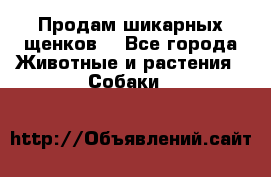 Продам шикарных щенков  - Все города Животные и растения » Собаки   